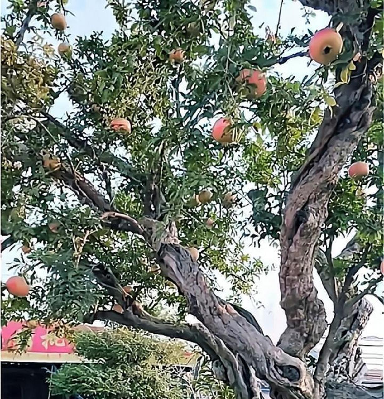 盘龙树,结的果叫龙珠[滑稽]吃一颗涨五百年修为