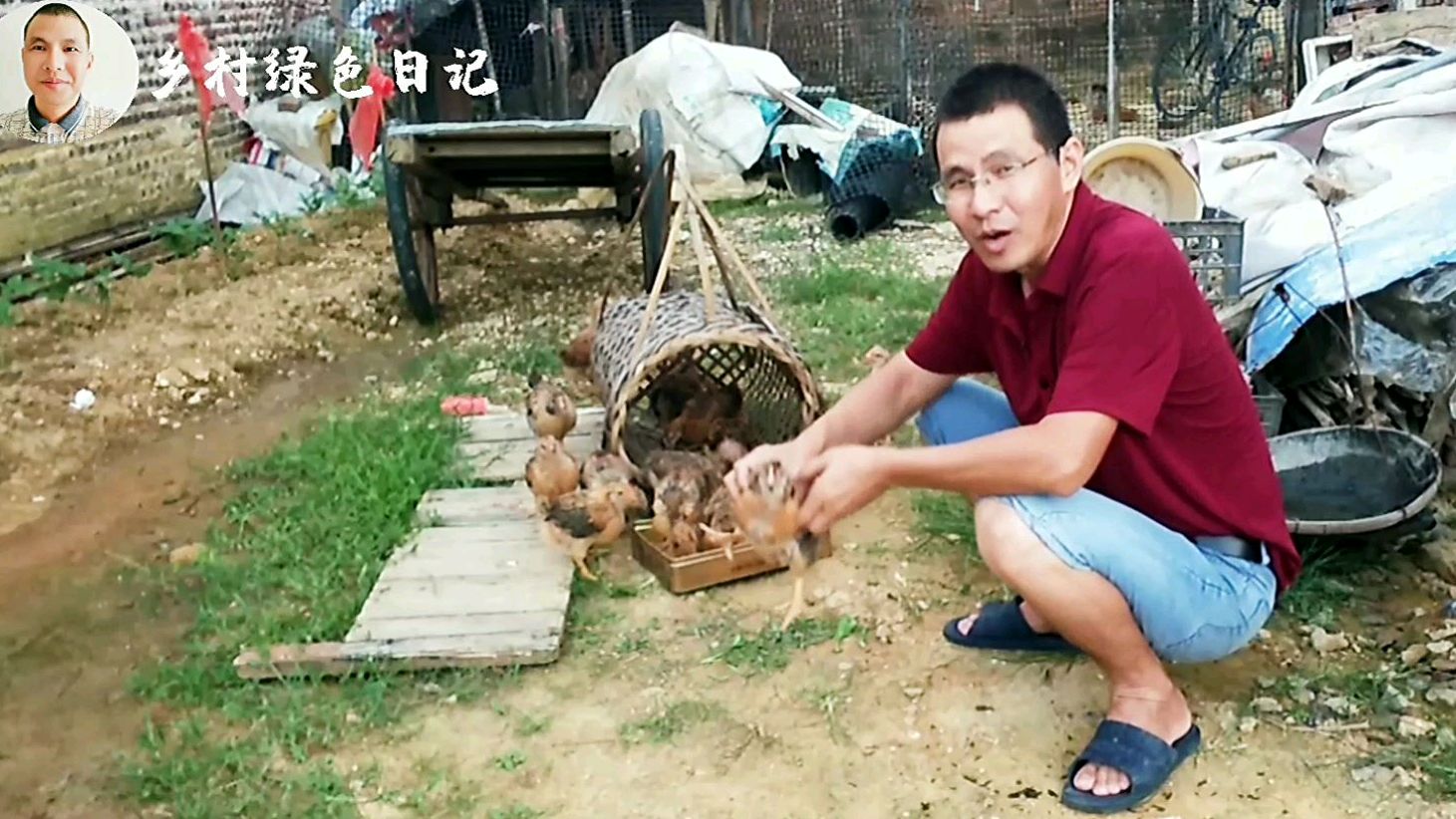 阿唐去街买喂料,买些药物备用,刚买的鸡苗要这样搭配喂料