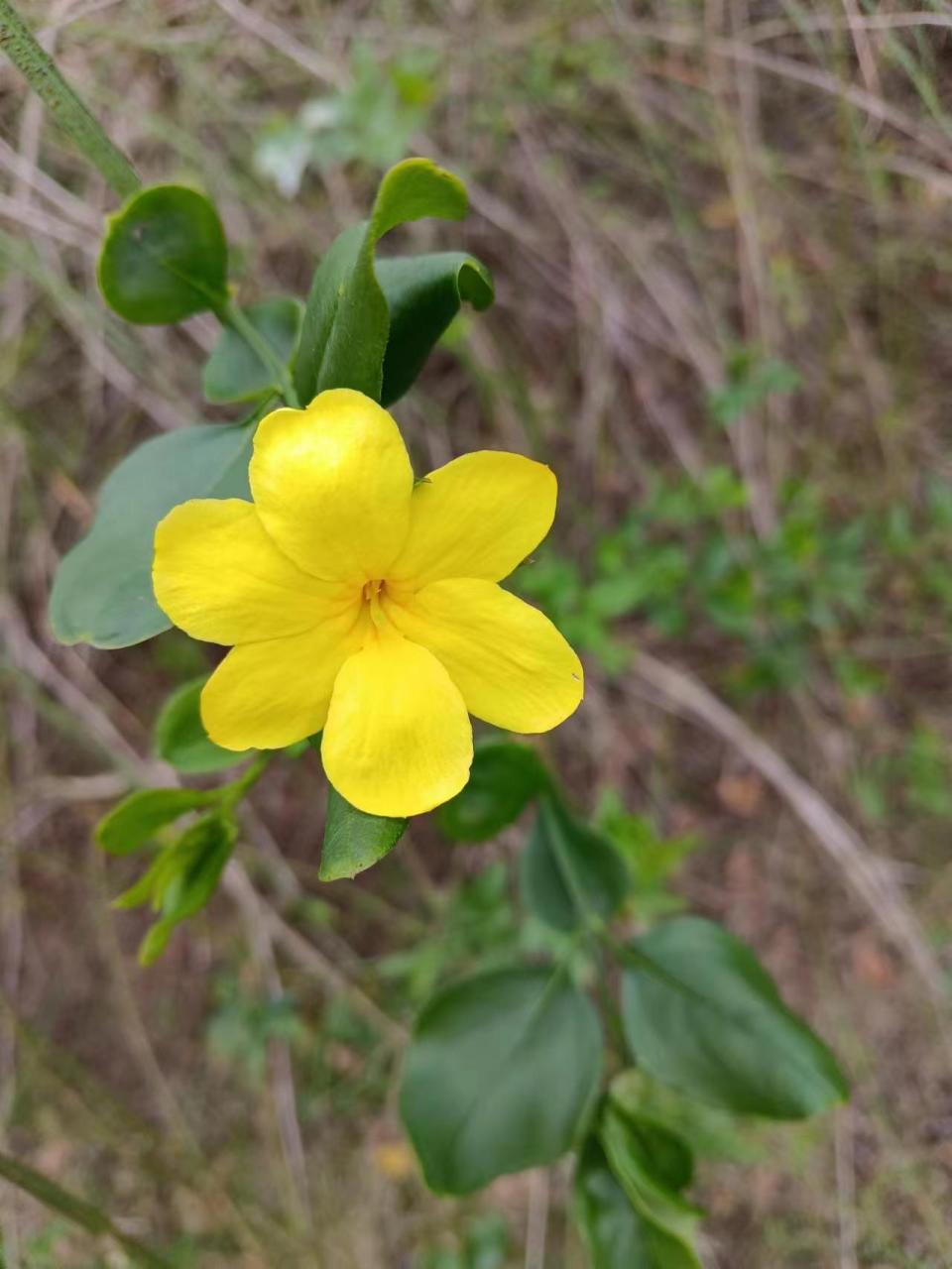 一朵小黄花图片大全图片