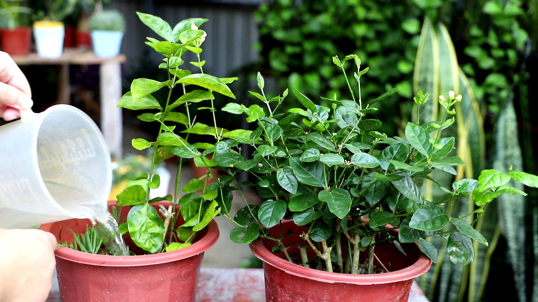 适合室内种植的花卉种类 打造室内花园的完美选择