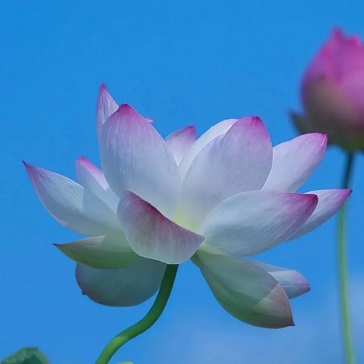 赚钱是成年人最大的体面#头像#  分享长辈们最爱的荷花03头像