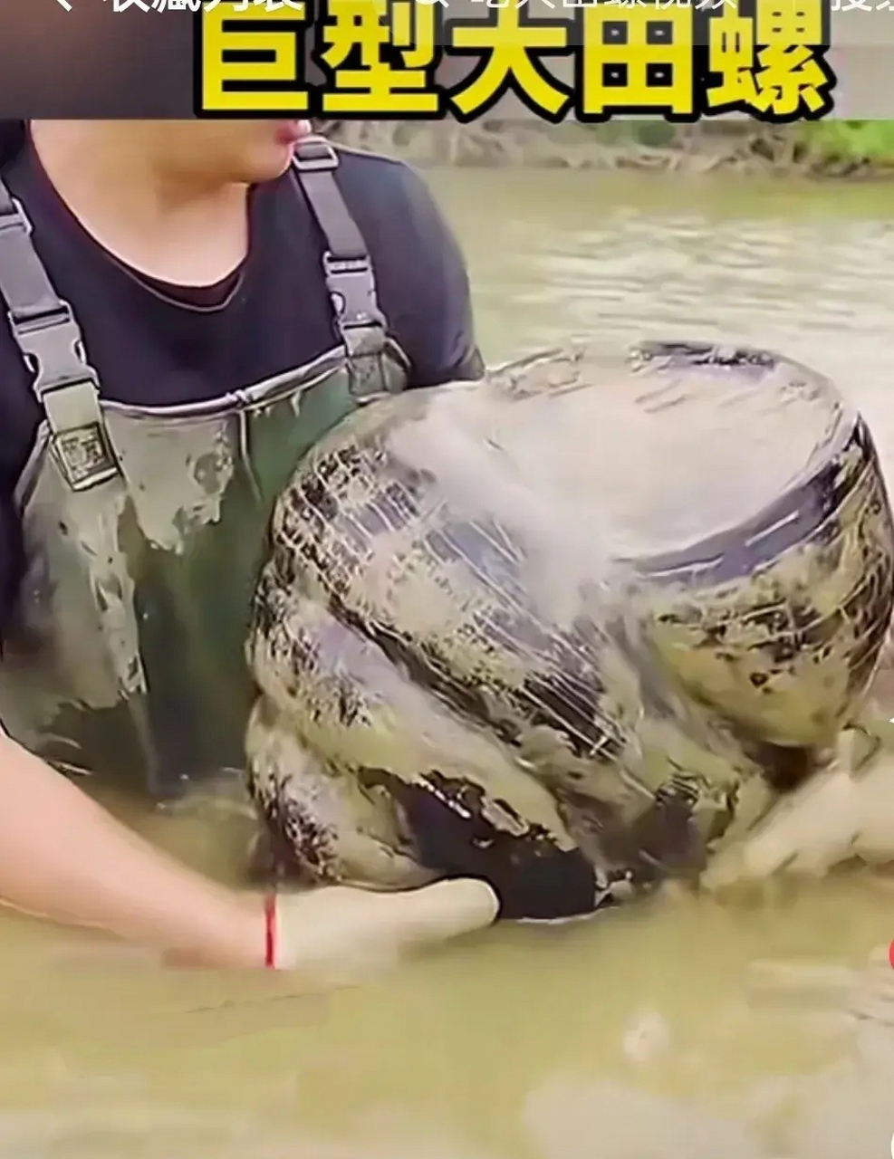 小伙在河里捞出一只巨型田螺,看上去有10来公斤左右.