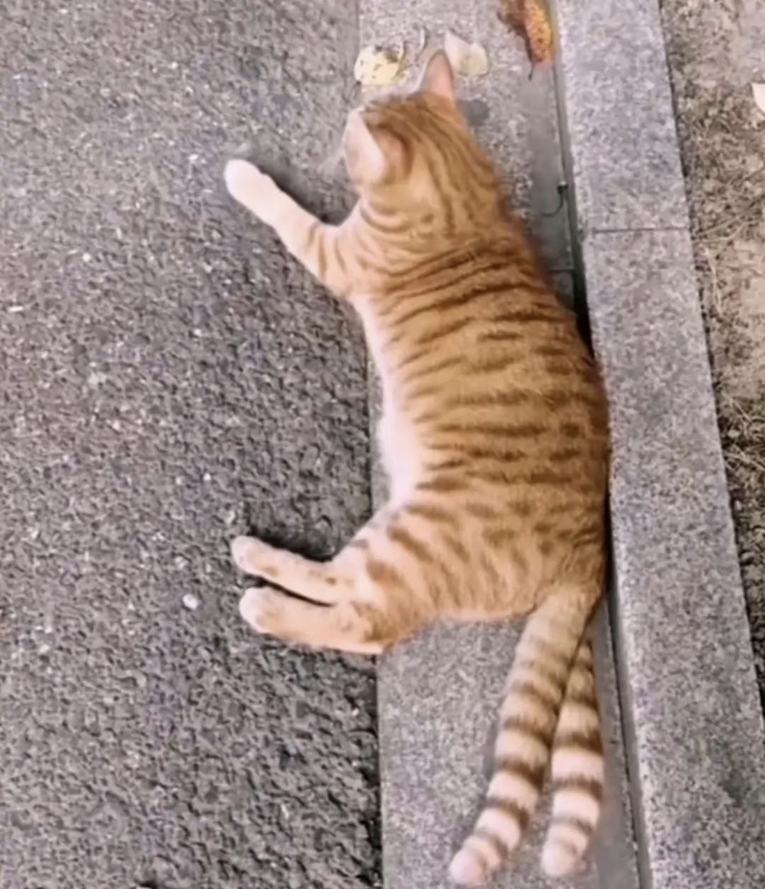 网友分享:第一次看见长着两条尾巴的猫咪[捂脸],[捂脸],,,,,. 67