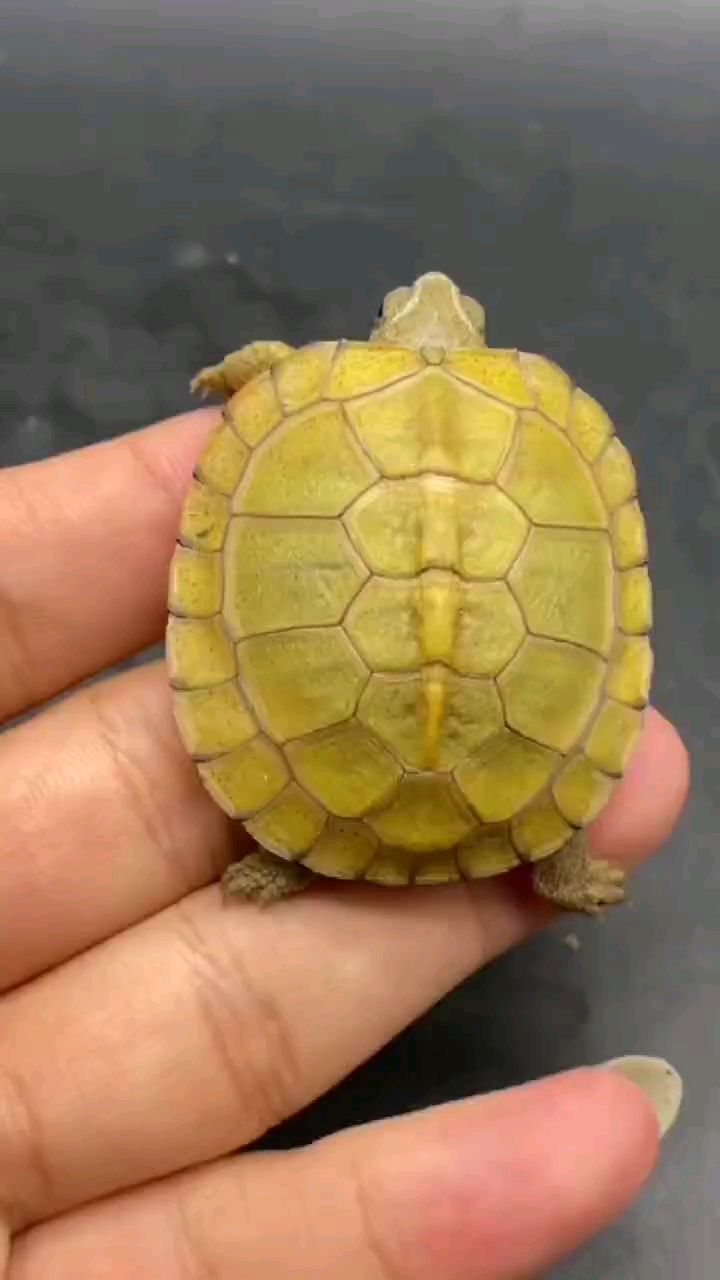 极品尤卡坦箱龟