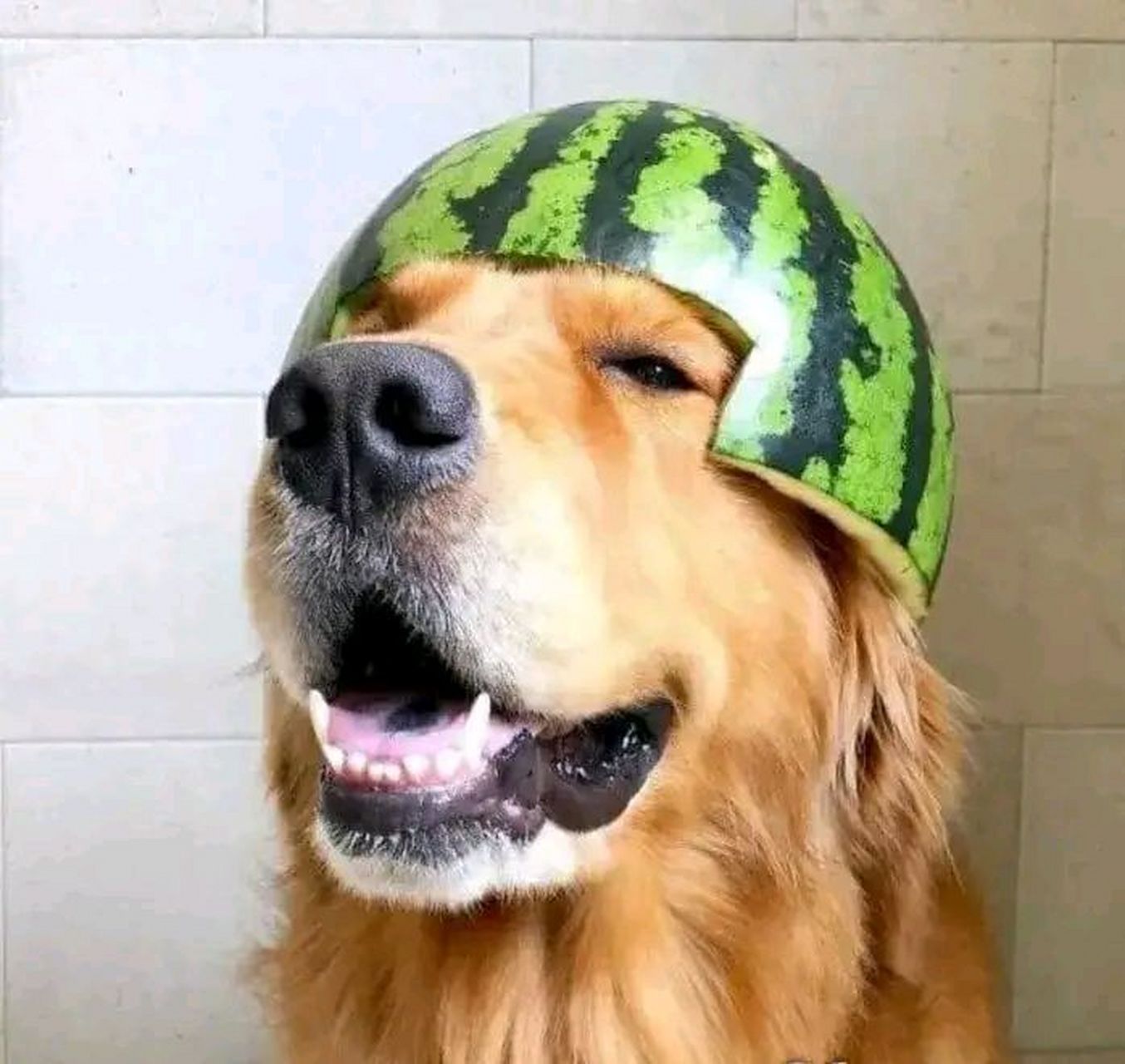 夏日炎炎,来点凉意吧! 小狗们戴着西瓜帽,看起来很可爱