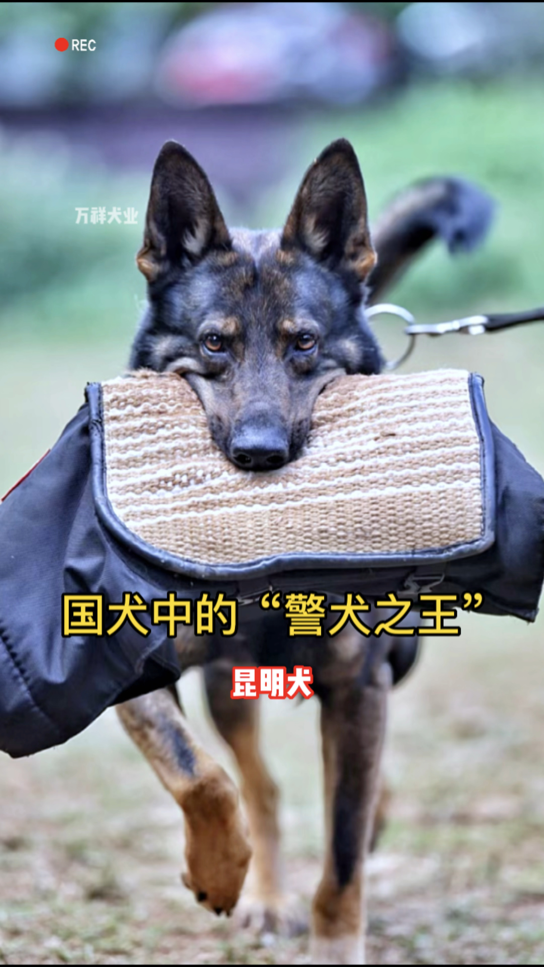 新中国第一支警犬昆明犬!军犬之王!战斗力超越德牧,体型比马犬彪悍