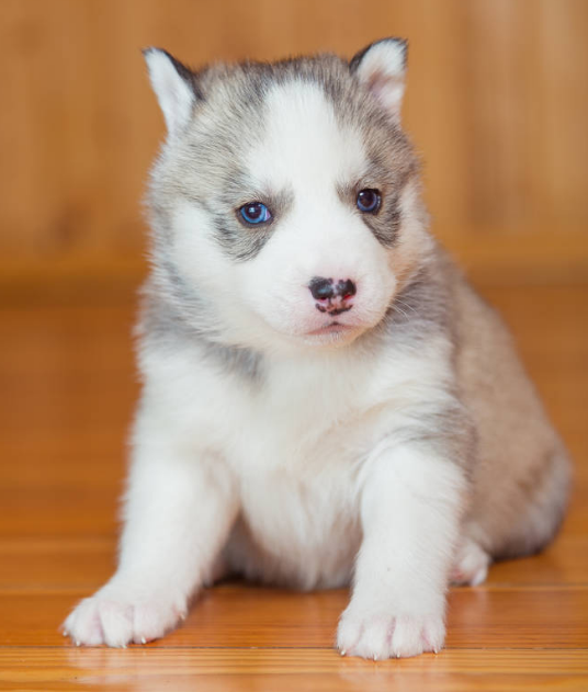 哈礼鹿是什么品种