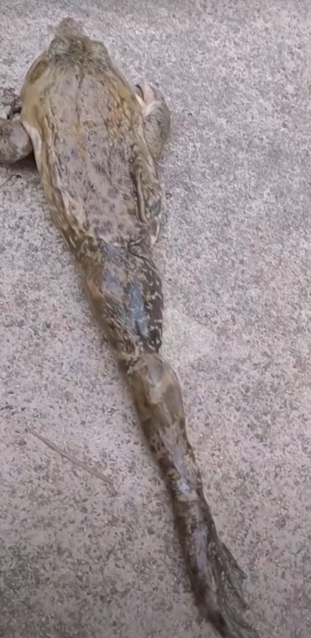 天下之大无奇不有,原来三条腿蛤蟆不仅在传说中?