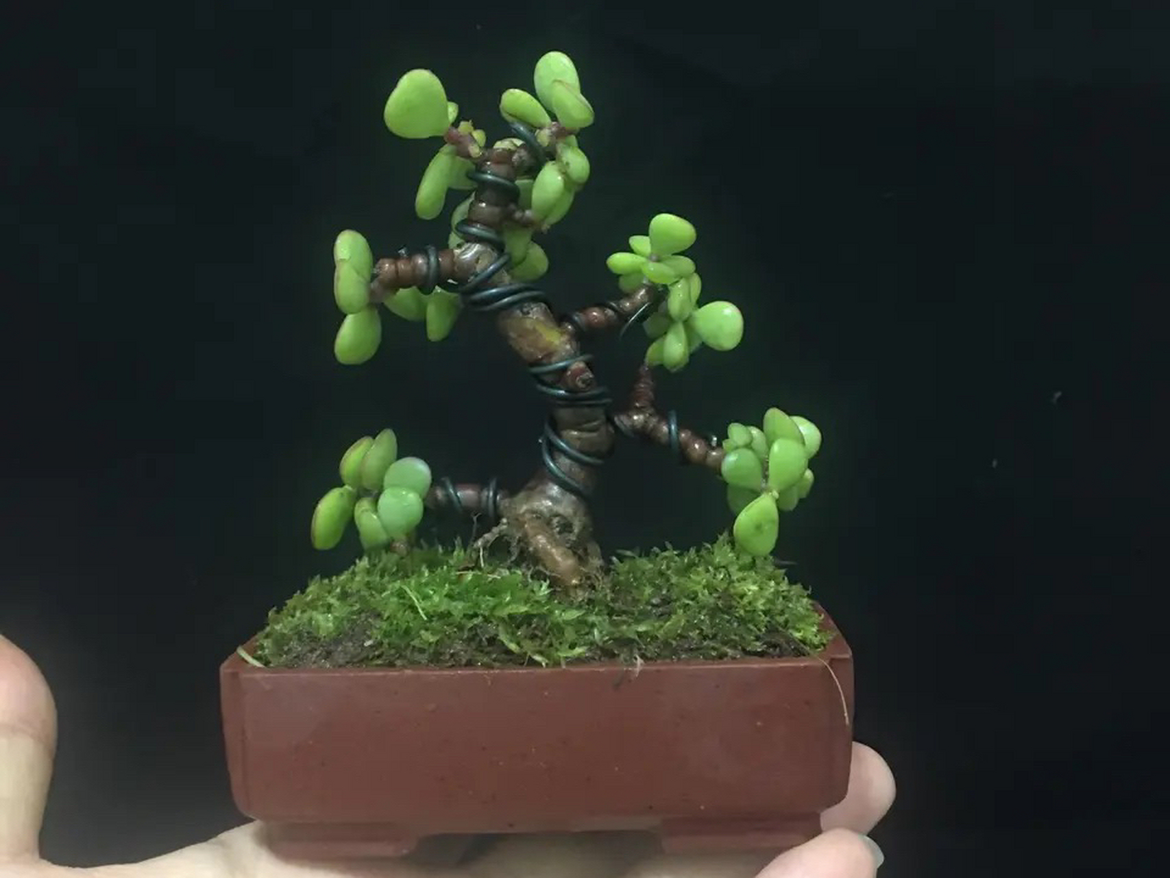 金枝玉叶小盆景,主打一个精致