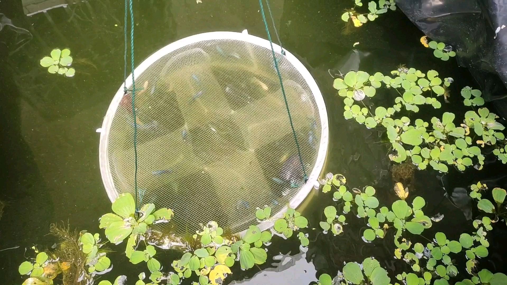 楼顶鱼池养的斗鱼,今天放笼抓几十条出来卖