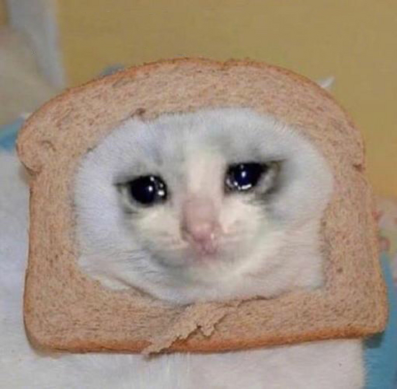 表情包丨猫咪表情包 猛男必备④