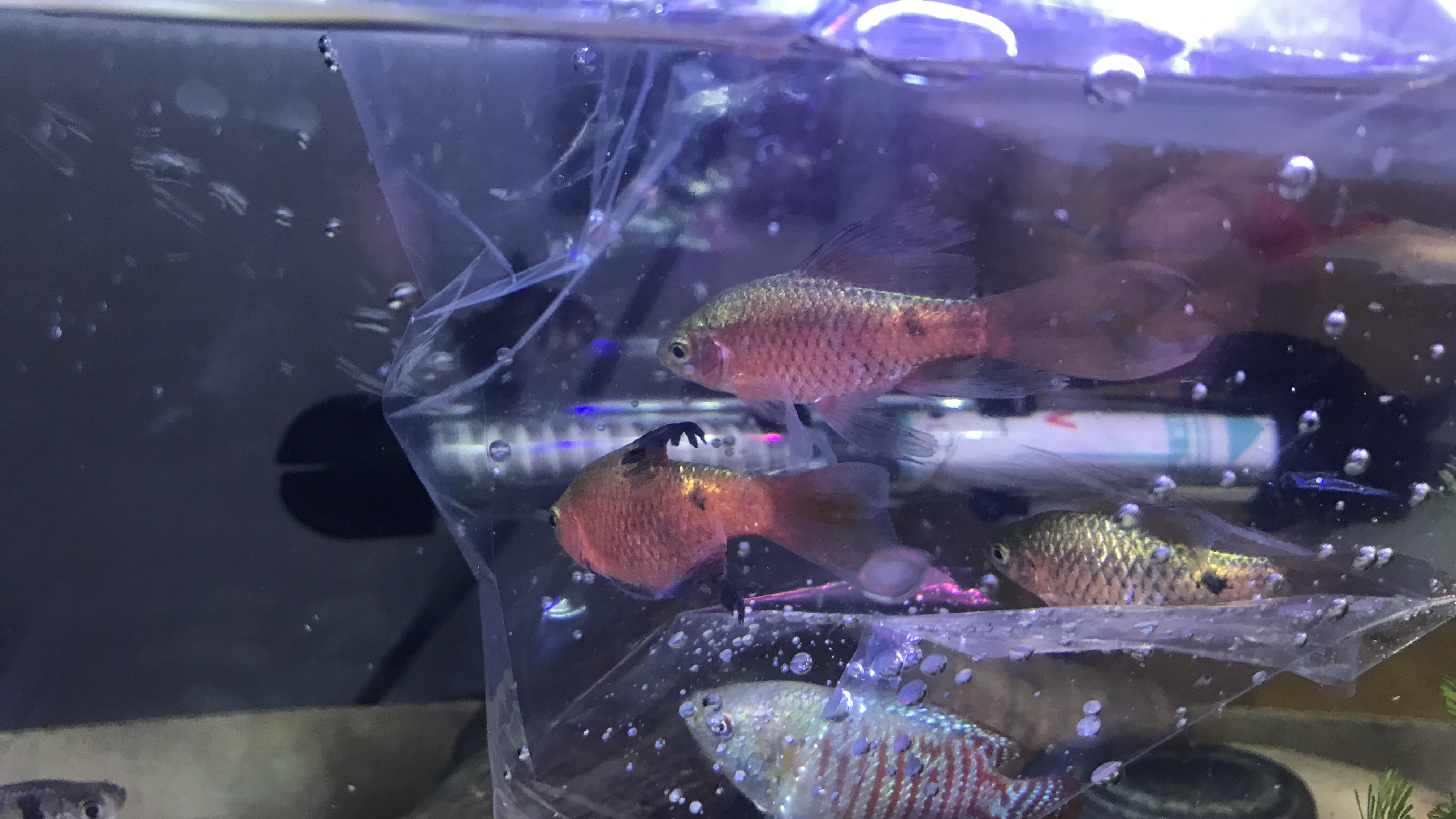 小少年的养鱼日常,玫瑰鲫、黑裙鱼、一眉道人吃嗨了