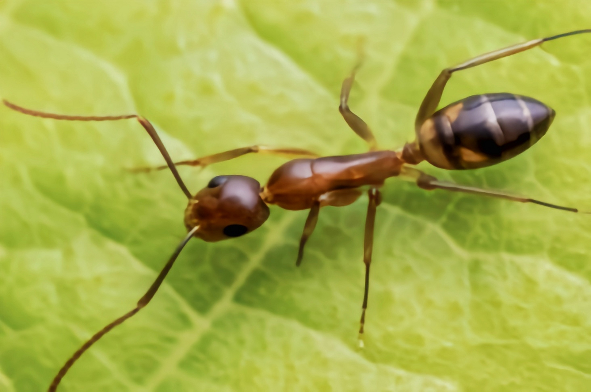 每天认识一种昆虫——阿根廷蚁 阿根廷蚁 别名小麻臭蚁原产于南美洲