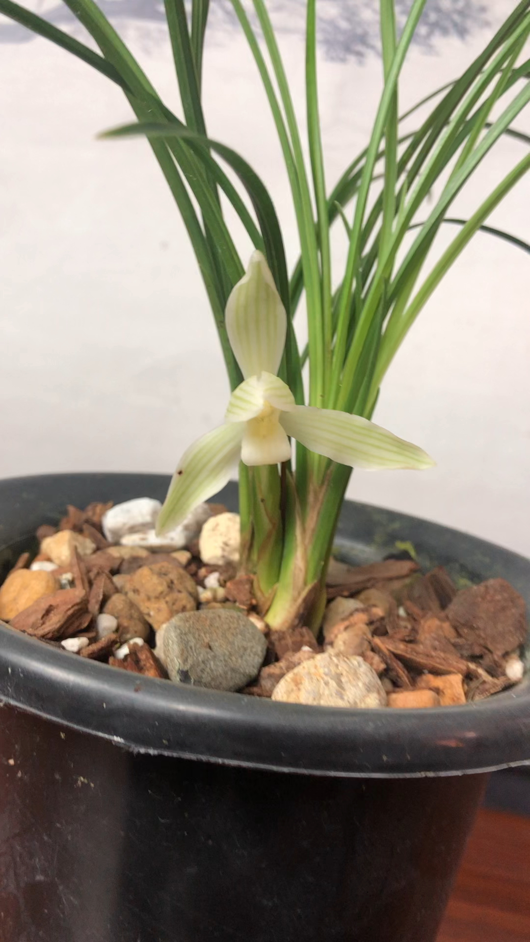 兰花莲瓣兰太白素