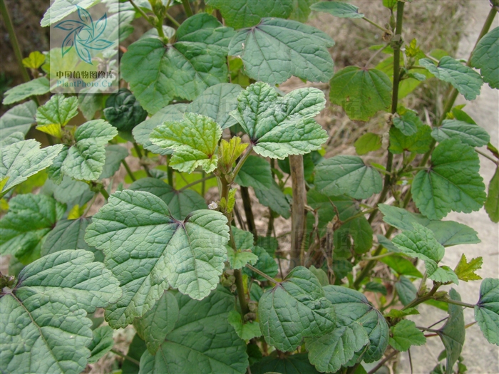 葵菜是什么菜图片