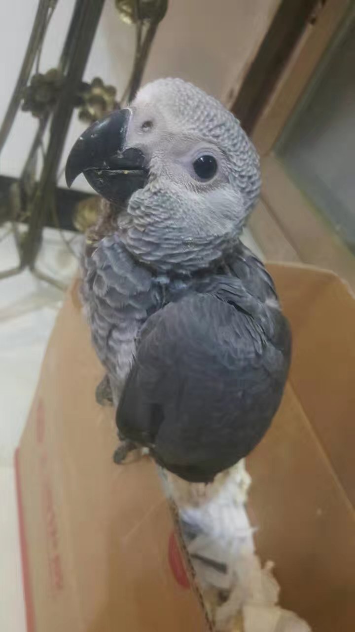 看……我家养的"小灰机",它又圆又大的眼睛里带着温柔,胖胖的身体