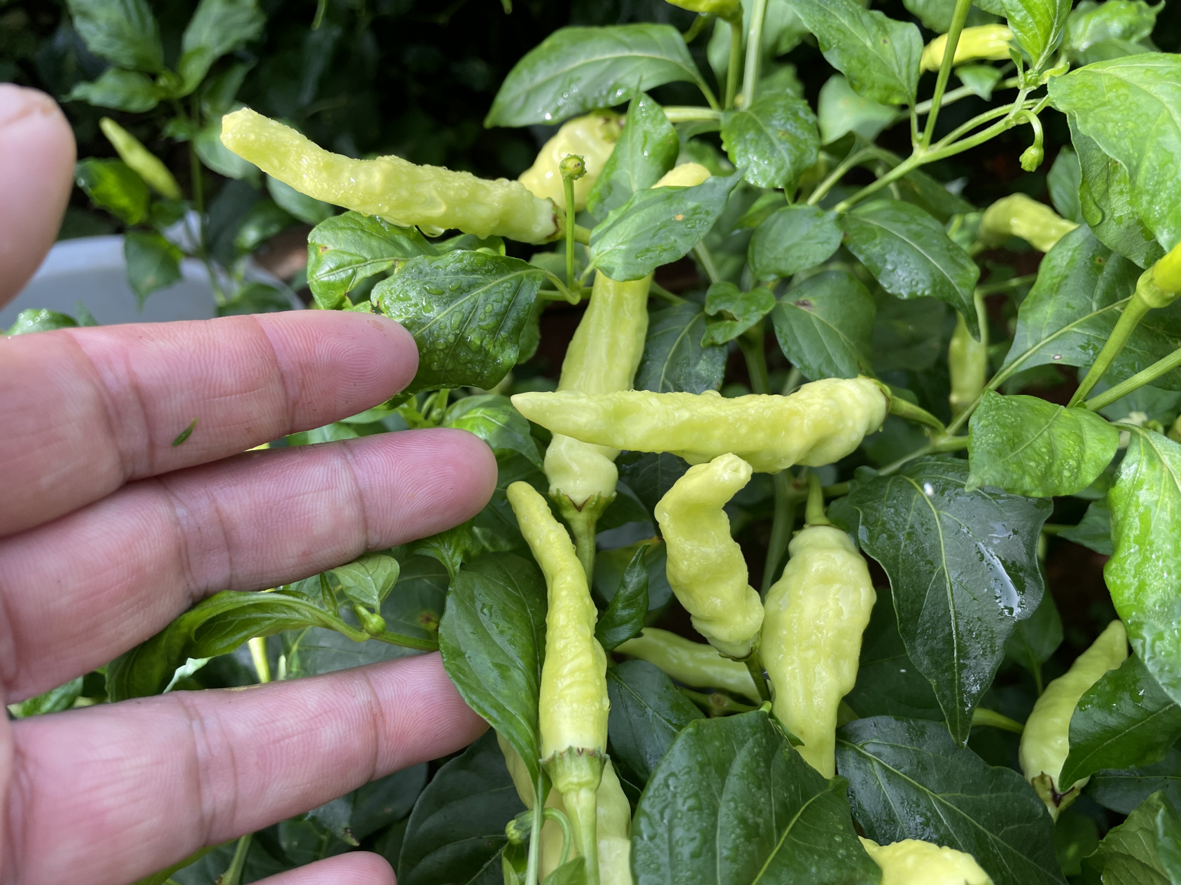 聊点新鲜事# #三农