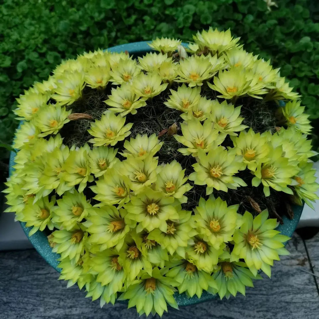 群开能力最强的仙人球,金星