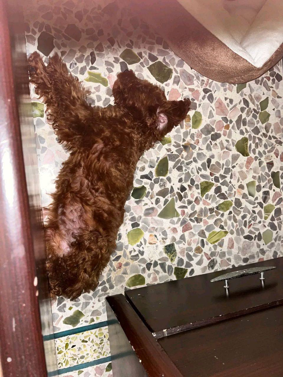 中午小泰迪因为随地大小便被我狠狠地揍了一顿,然后关上房间门,不让它