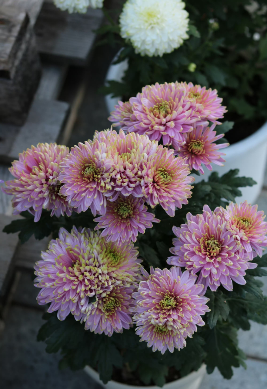 今天给花友们带来清新淡雅的天赞菊~它是菊花里的一个新品种,株型小巧