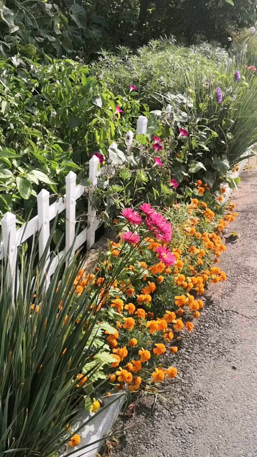 邻居家的花篱笆