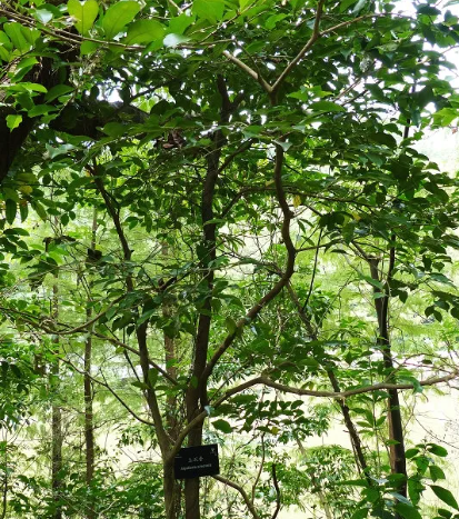 白木香是什么,白木香叶能用来做什么