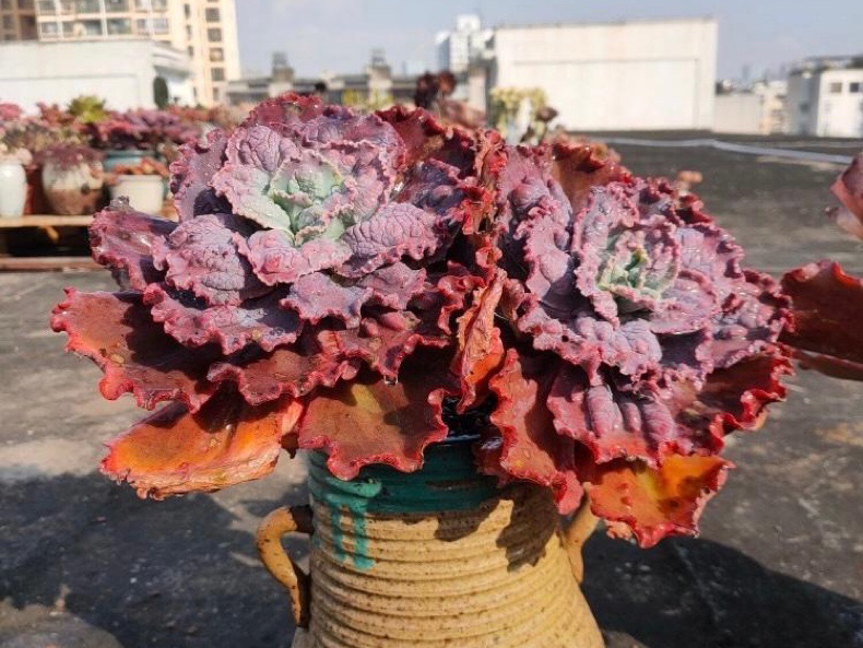 不少花友都说包菜系多肉是重口味,那是因为没见过它们的美,惊艳