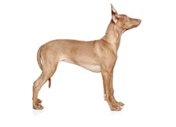 每天认识一种狗之法老王猎犬pharaoh hound