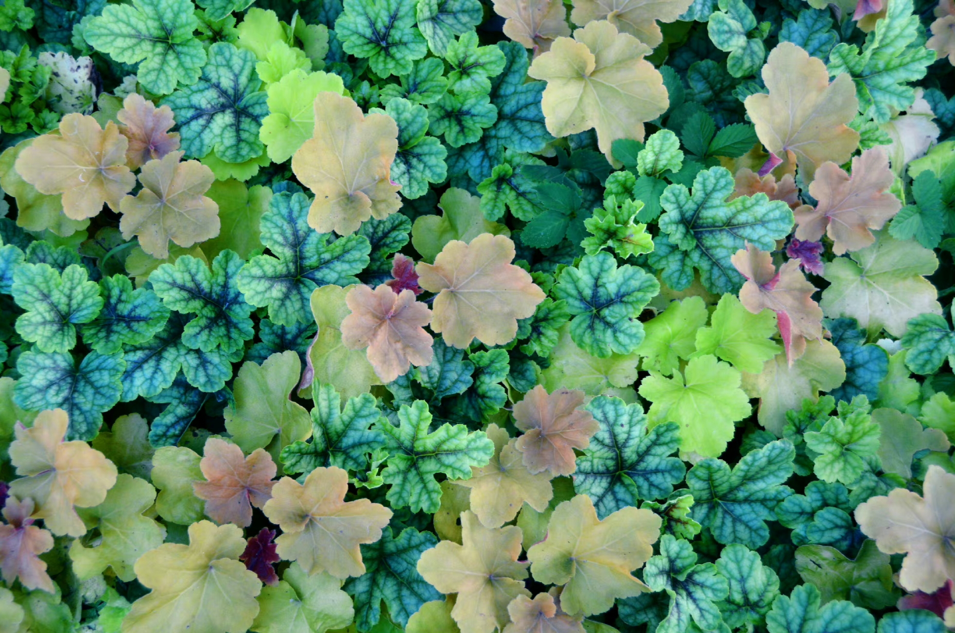 彩叶矾根草,生命中没有四时不变的风景,只要心永远朝着阳光,就会发现