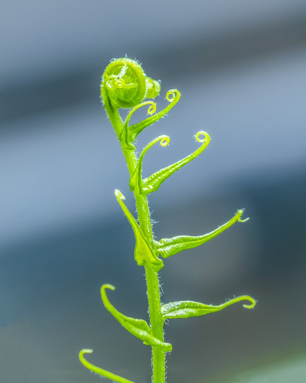 重庆,蕨类植物在阳光的照射下长出嫩芽,生机勃勃,仿佛一个个音符,谱写