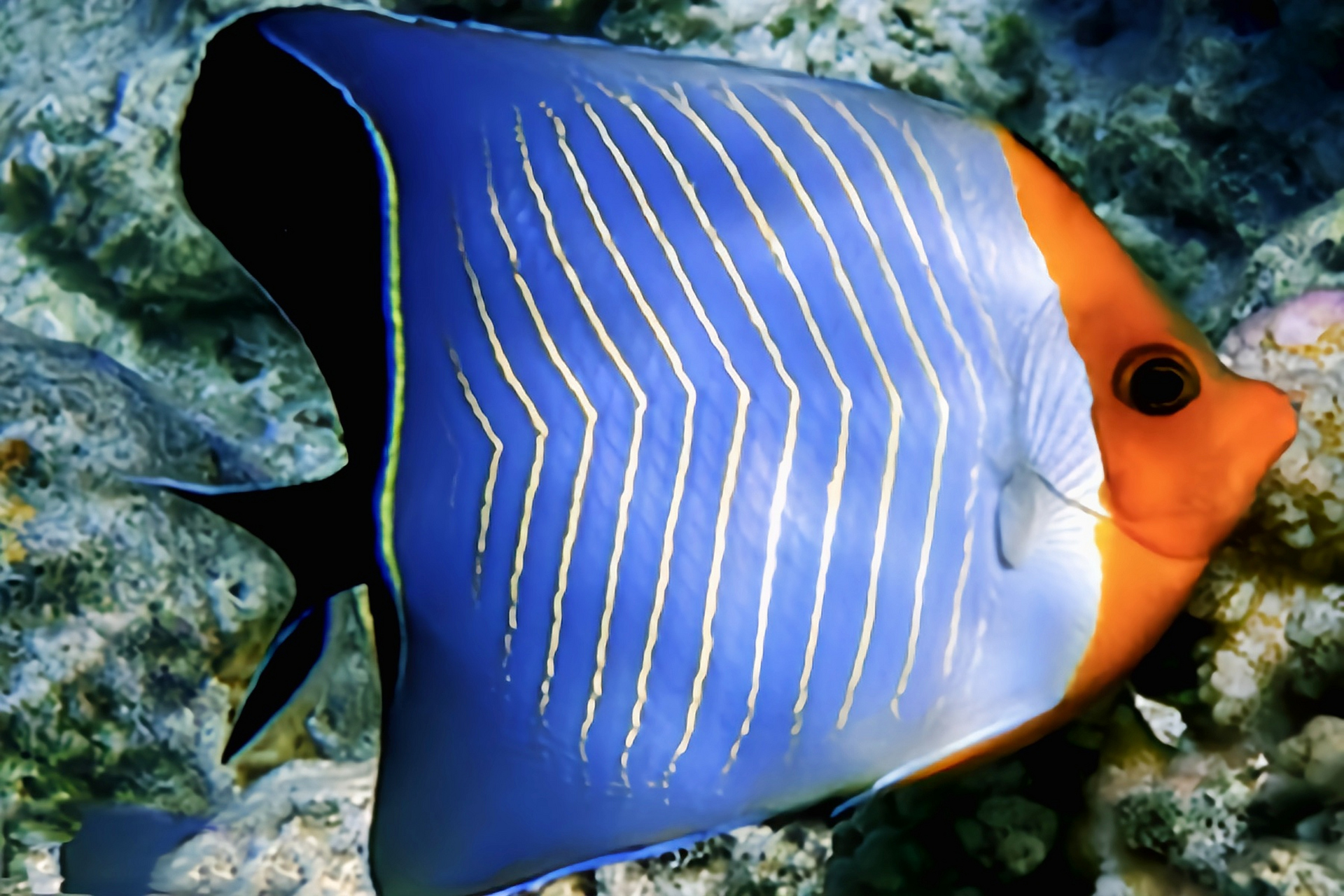 每天认识一种动物——怪蝴蝶鱼 怪蝴蝶鱼别名红海天皇蝶,红海贵族蝶