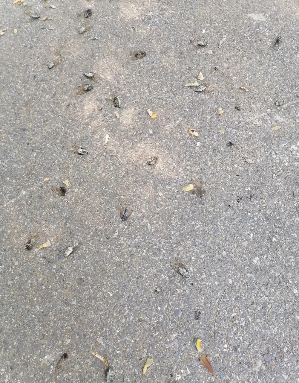 喧嚣的传宗接代    床笫之欢,无师自通,万物皆是.