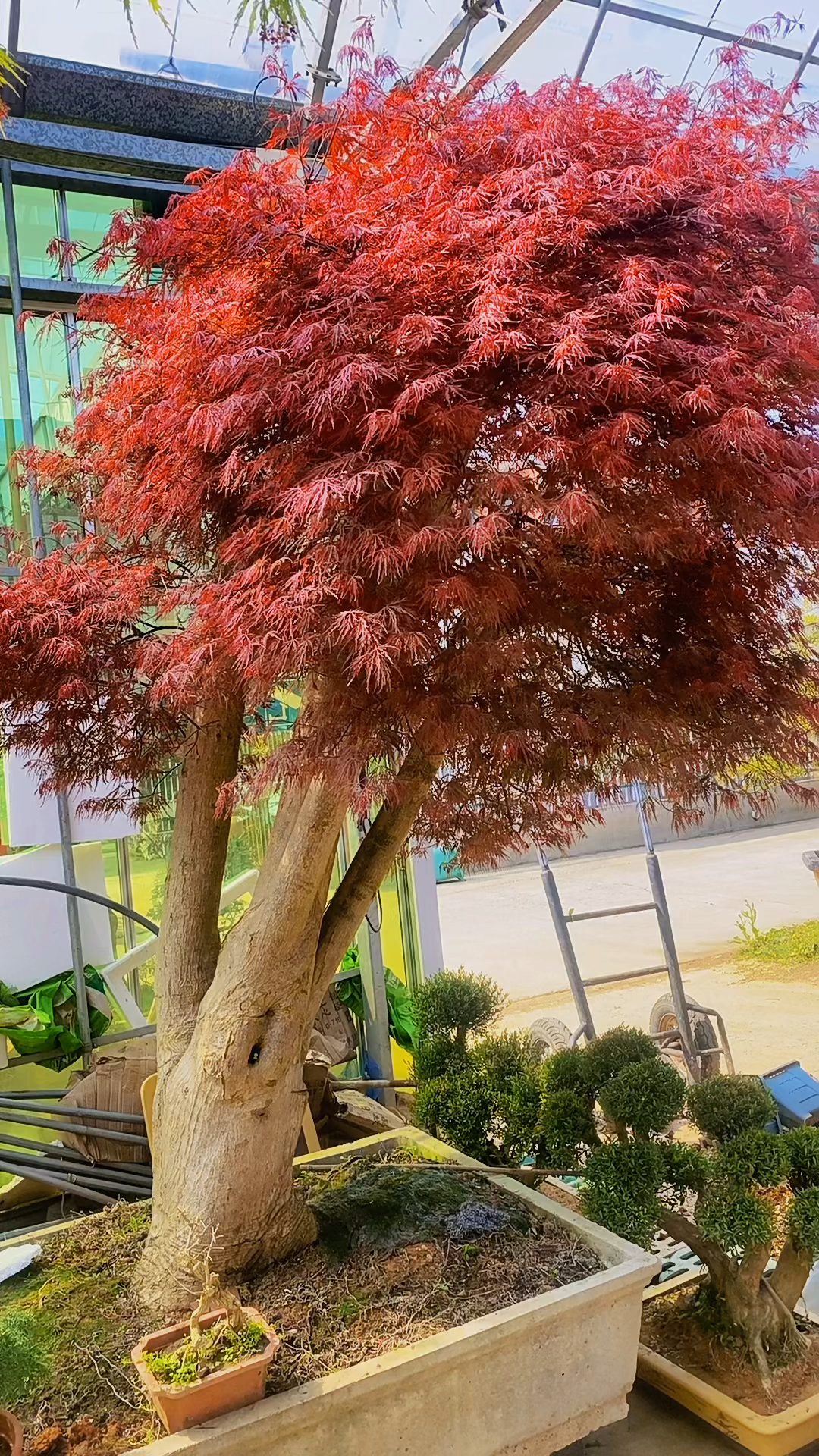 老桩羽毛枫红红火火叶片像羽毛一样自然下垂适合庭院别墅栽植