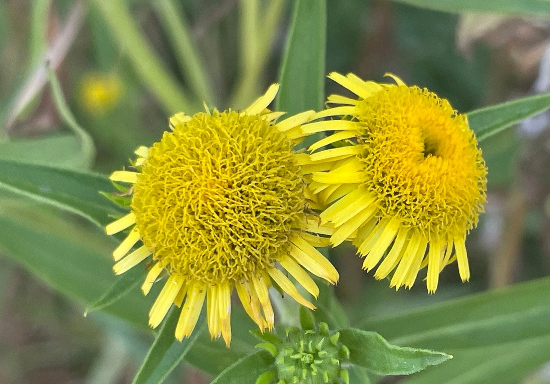 旋覆花是菊科旋覆花属植物.茎被长伏毛,或下部脱毛;中部叶长圆形,长圆