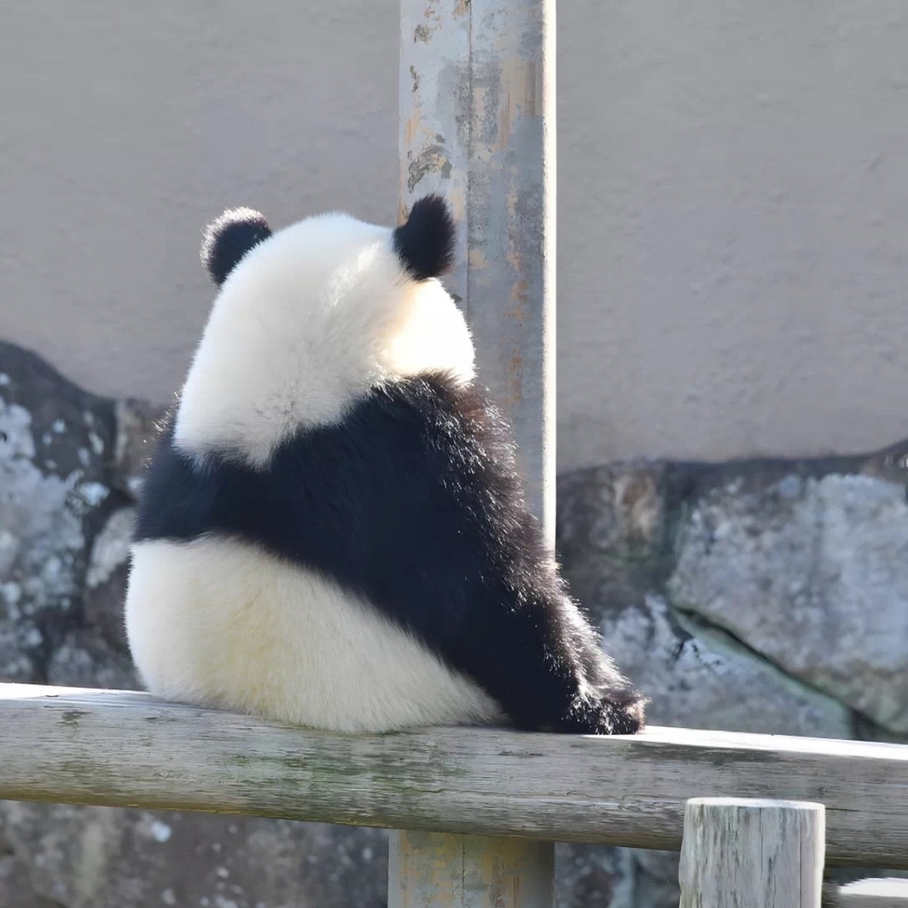 这宝是吃可爱长大的么?连背影都这么萌!