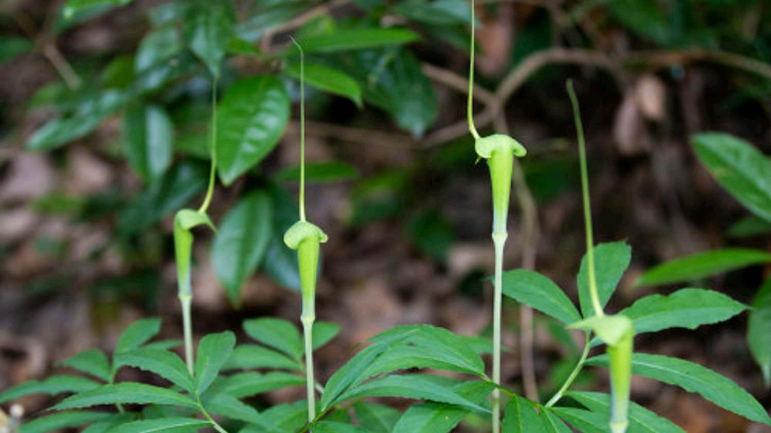天南星不但长得像蛇,还是蛇的克星