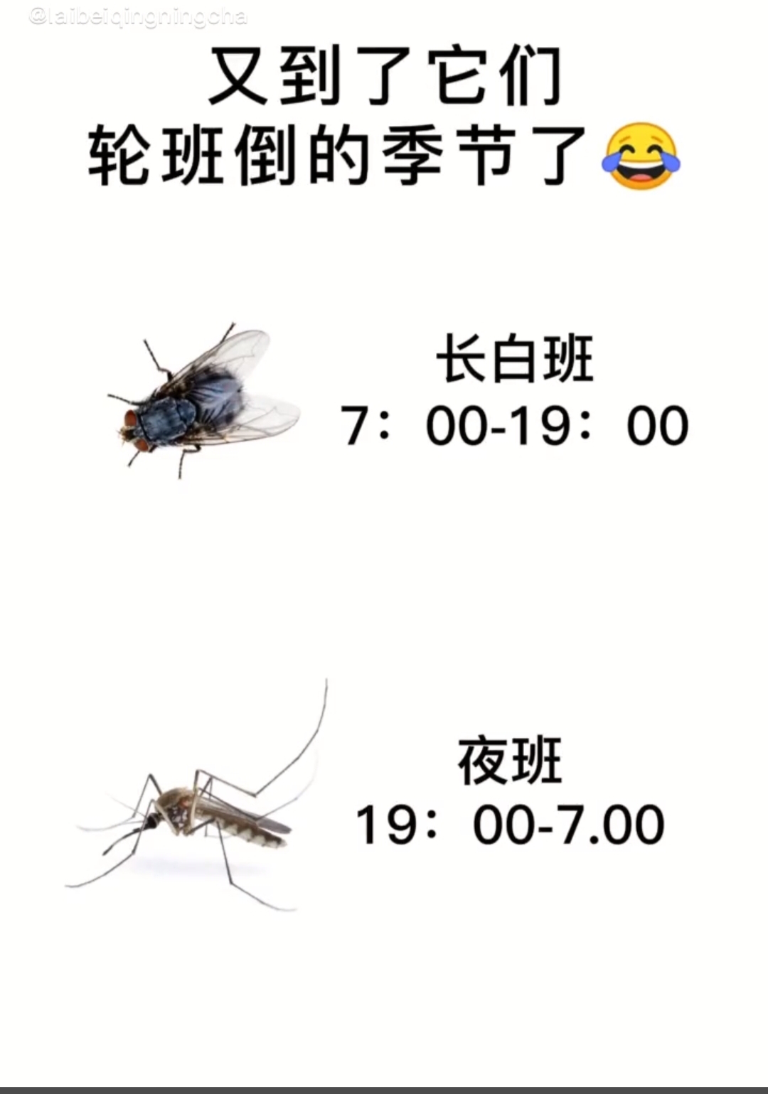 白班大哥和夜班小哥一起上阵,这该如何是好