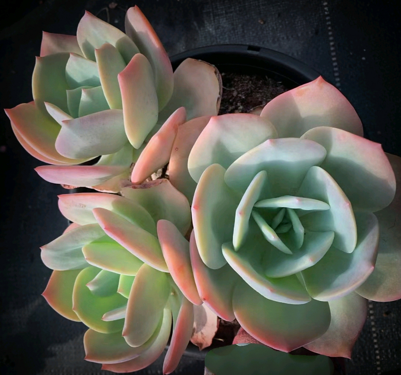 度夏无忧的一款多肉,白凤.