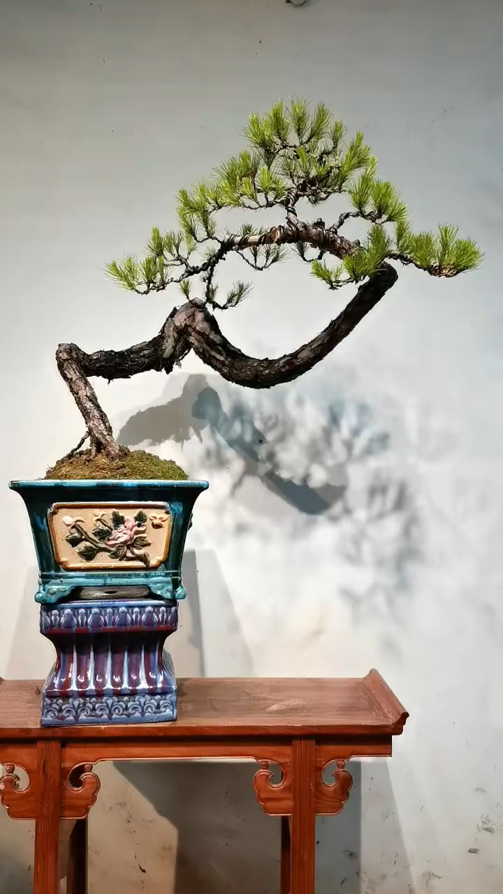 造型独特的一棵山松盆景欣赏