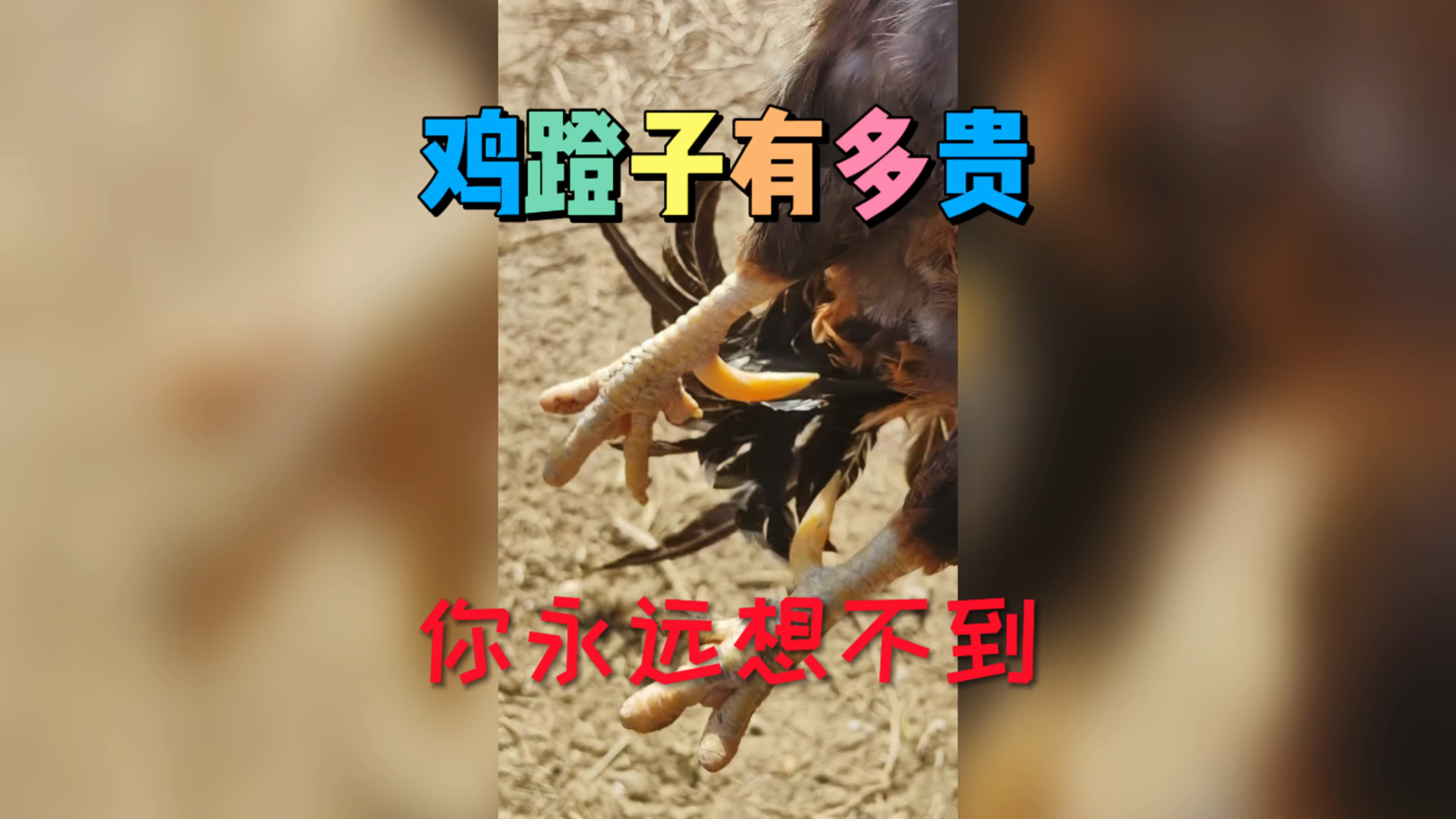 文玩鸡蹬子到底有多贵
