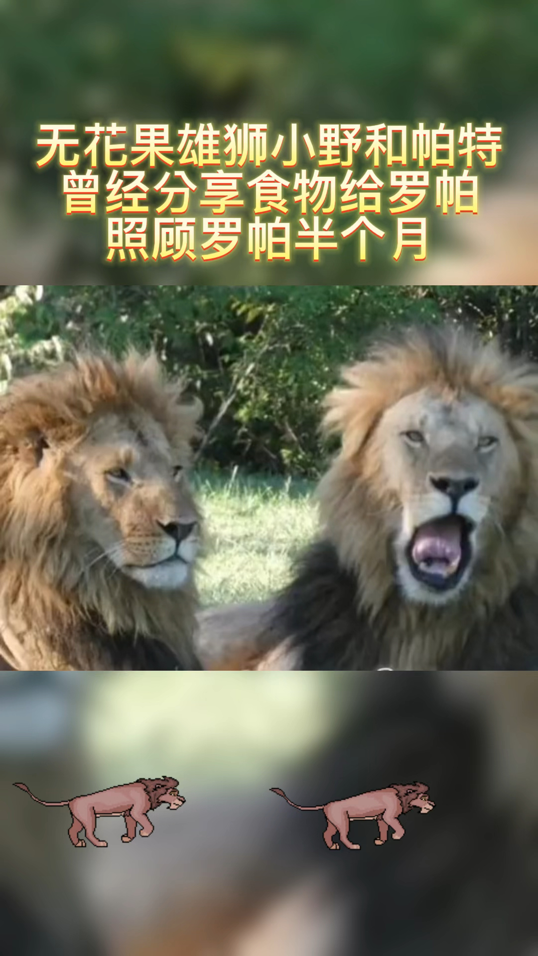 就是它们照顾罗帕的时候才喜欢上它们,希望它们两个能好好的-度小视