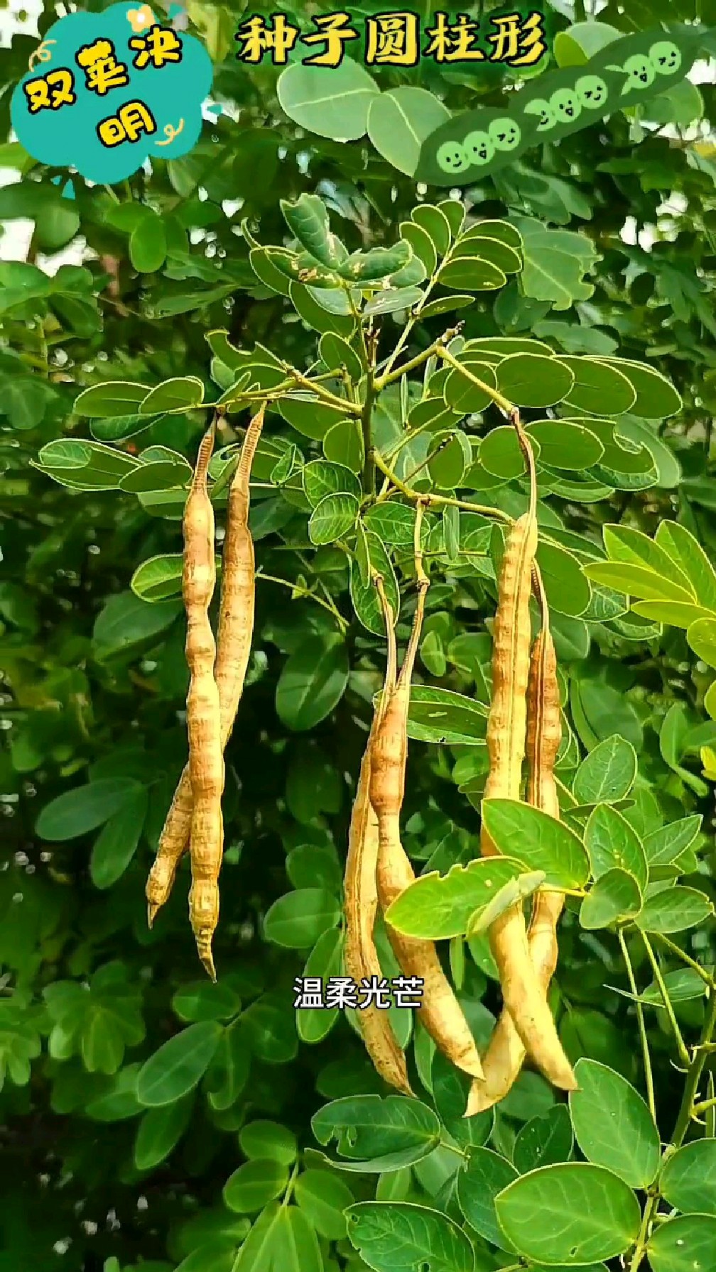 双荚决明花期图片