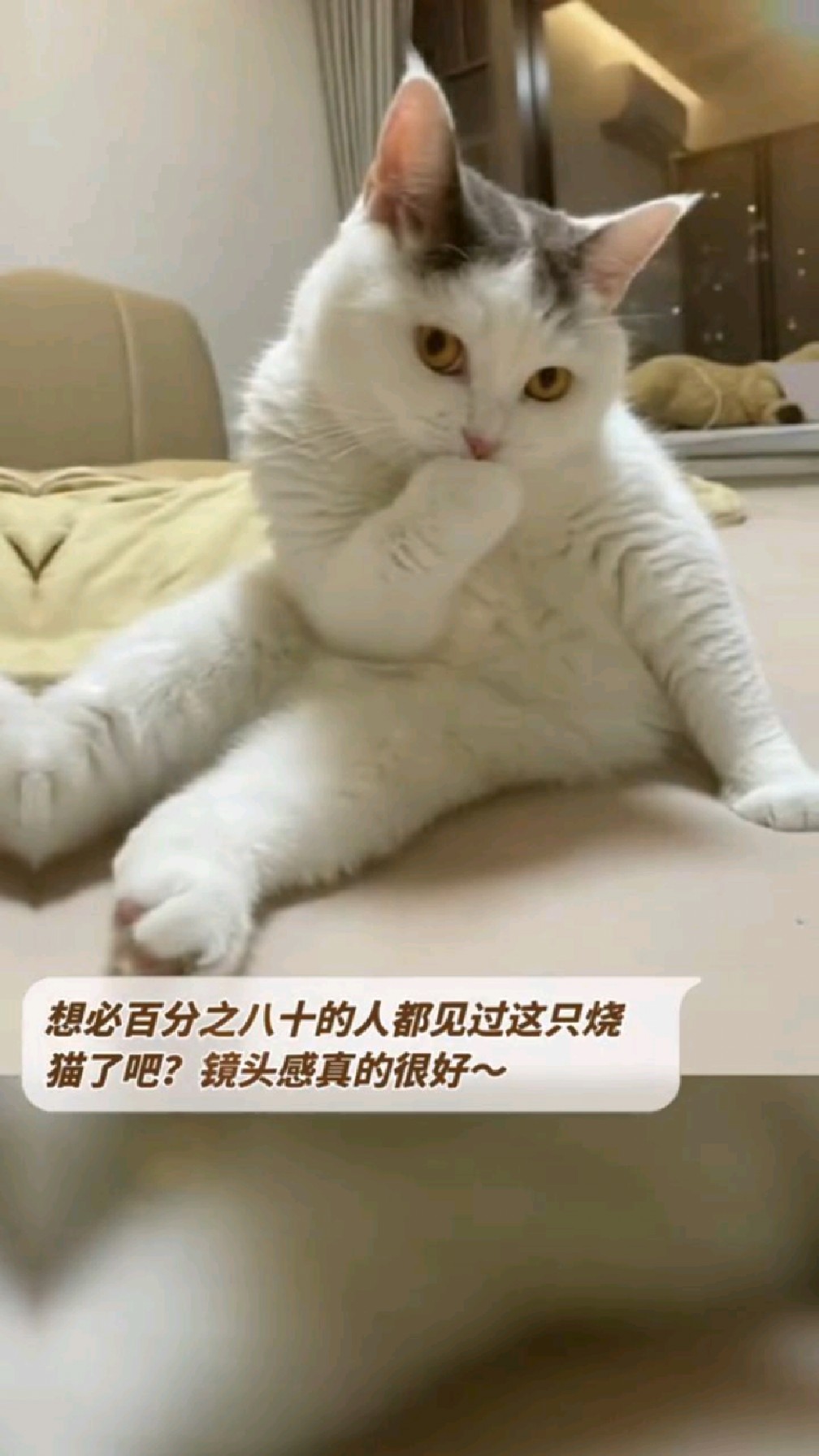 想必百分之八十的人都见过这只烧猫了吧?镜头感真的很好