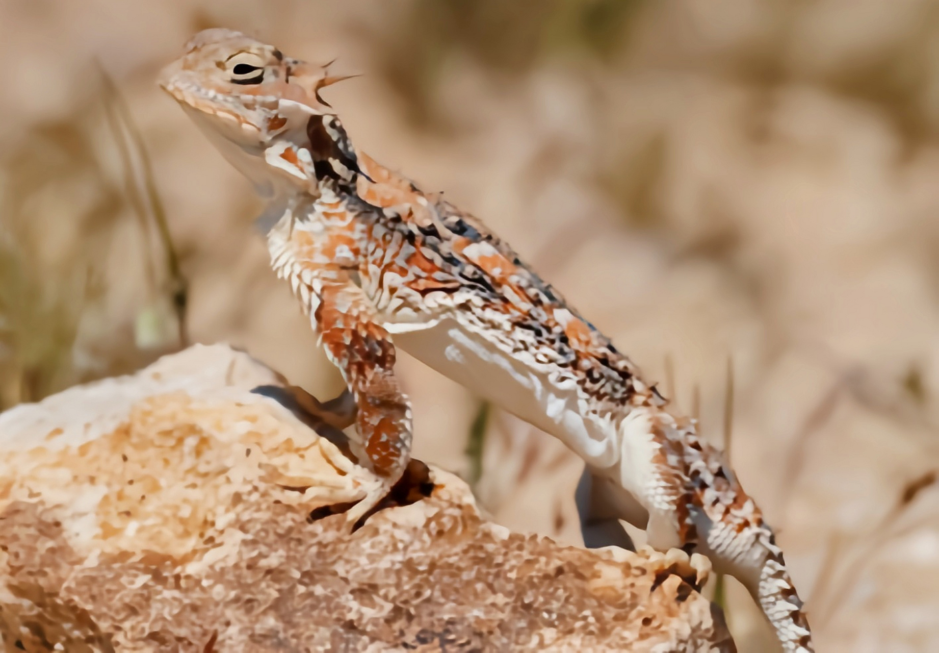 每天认识一种动物——沙漠角蜥 沙漠角 蜥别名古德沙漠角蜥,原产于北