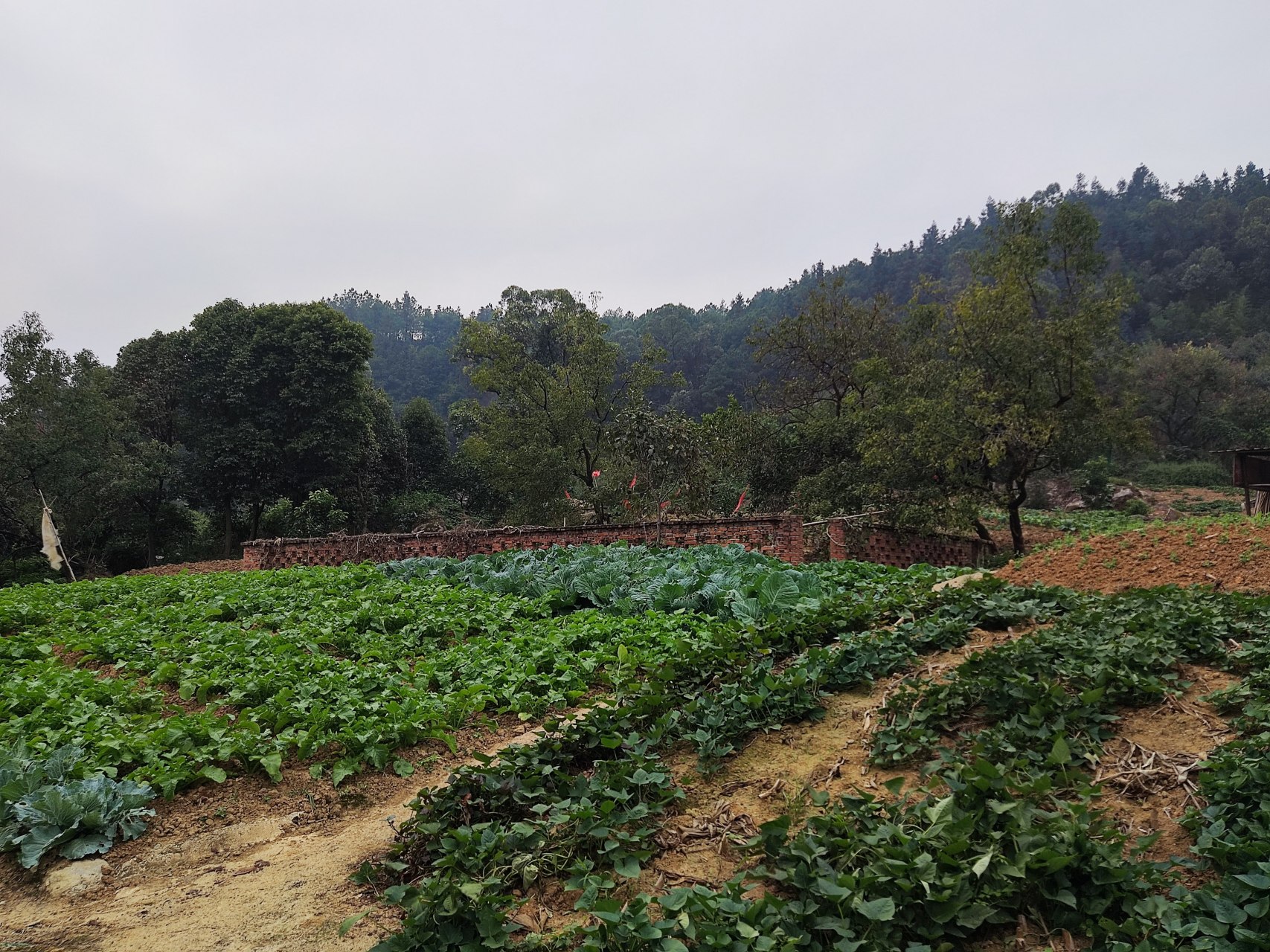 重庆太寺垭森林公园位于沙坪坝区中梁镇新发村,坐落于中梁山山脉北部