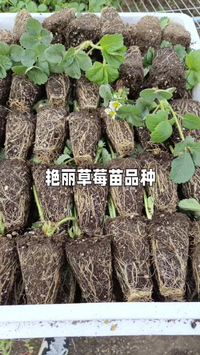 艳丽草莓苗图片大全图片