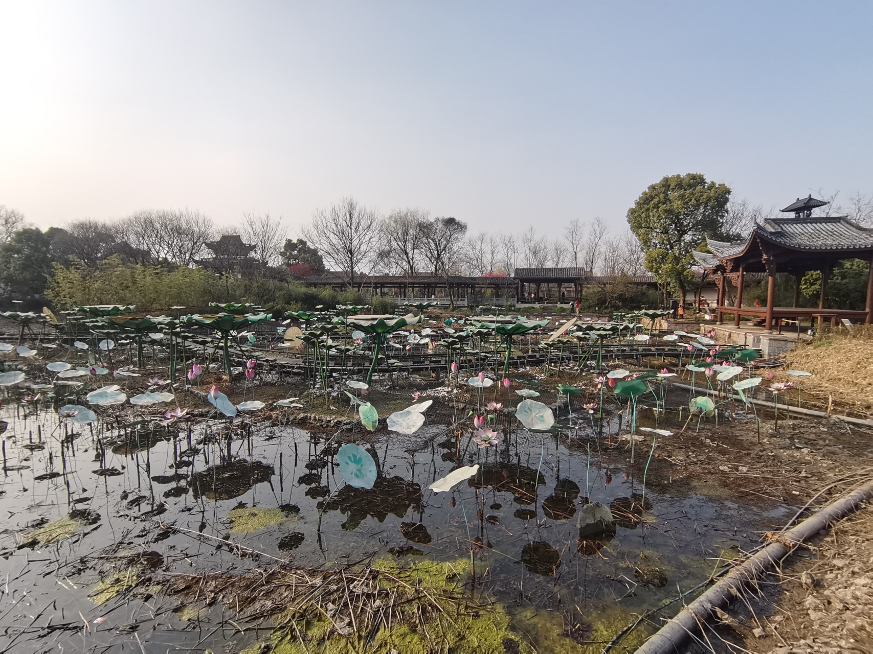 周末游杭州西溪湿地洪园景区,发现洪府内的池塘已经变成了《今夕共