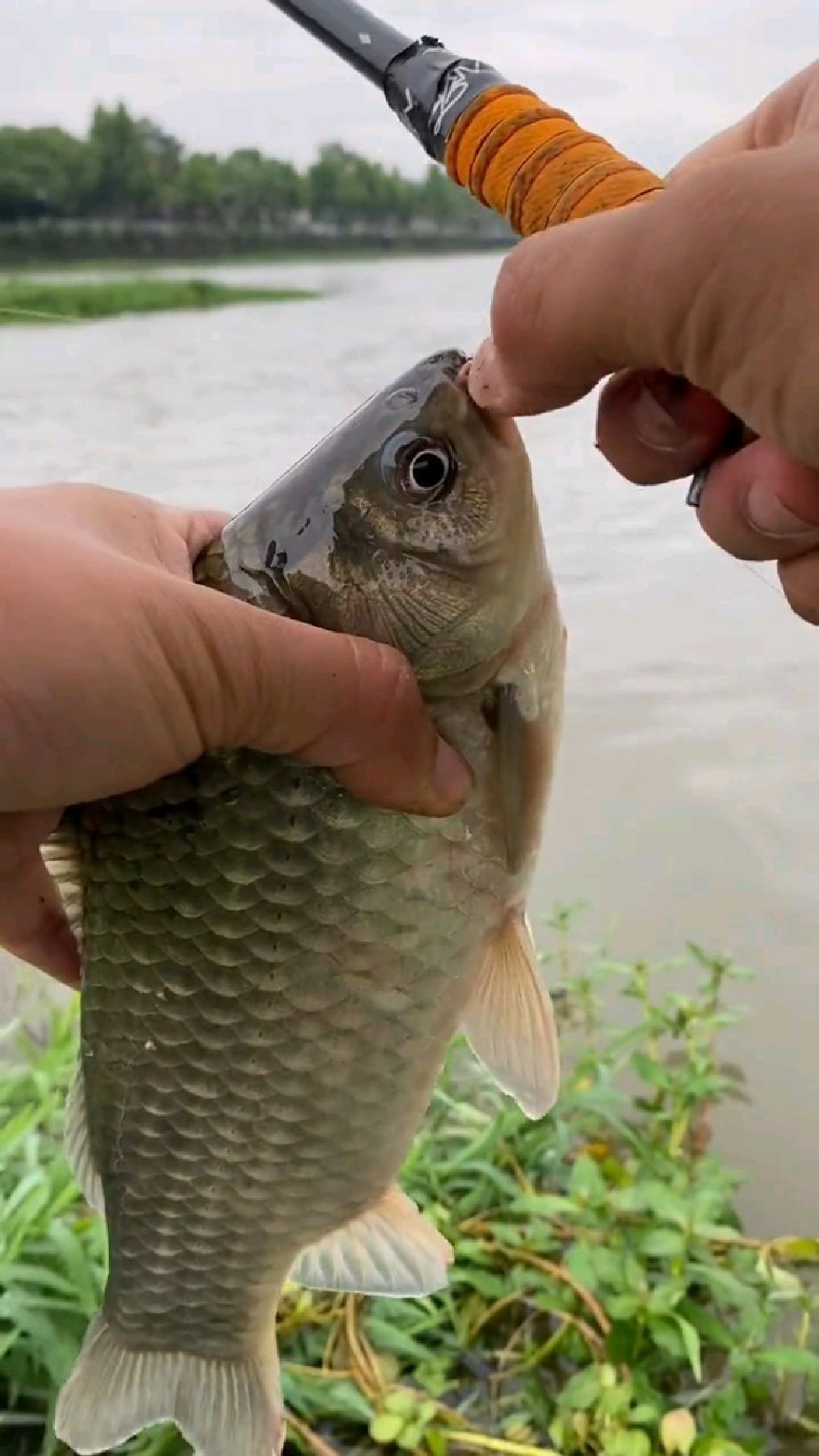 梦见老家发大水抓鱼（梦见发大水捉了好多鱼） 梦见故乡
发洪流
抓鱼（梦见发洪流
捉了很多

多少
鱼） 卜算大全