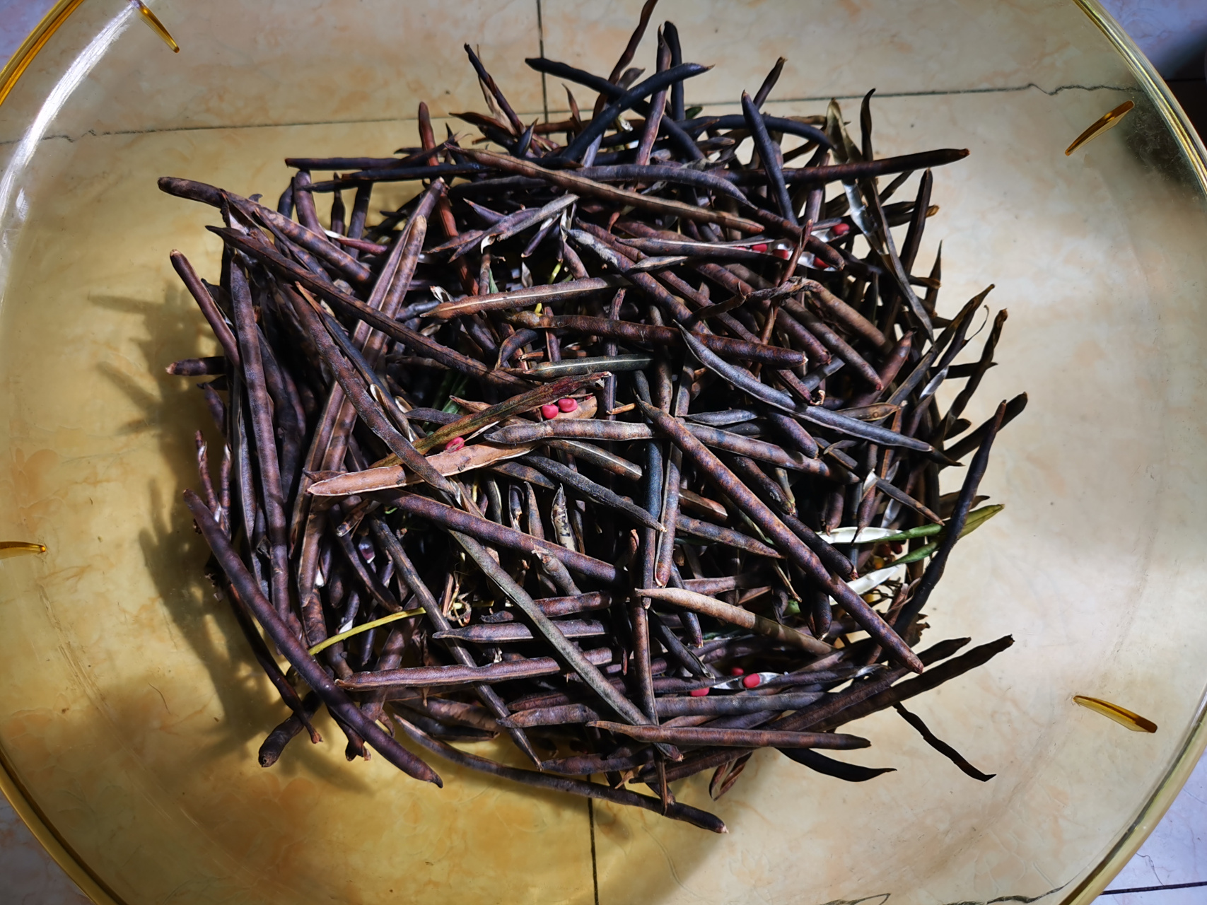 【采了五种野生饭豆】  几天前随手采了一些野豇豆,有五个品种,都可以