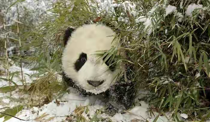 每天认识一只大熊猫—祥祥首只放归野外的圈养大熊猫